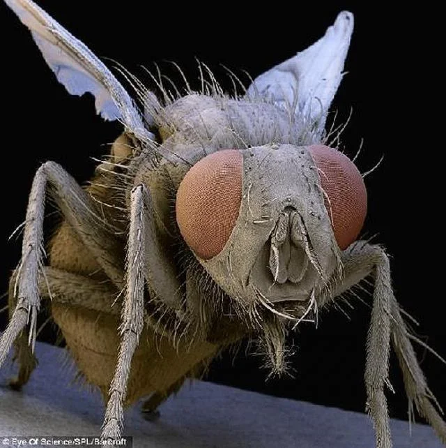 Bir meyve sineği...webp