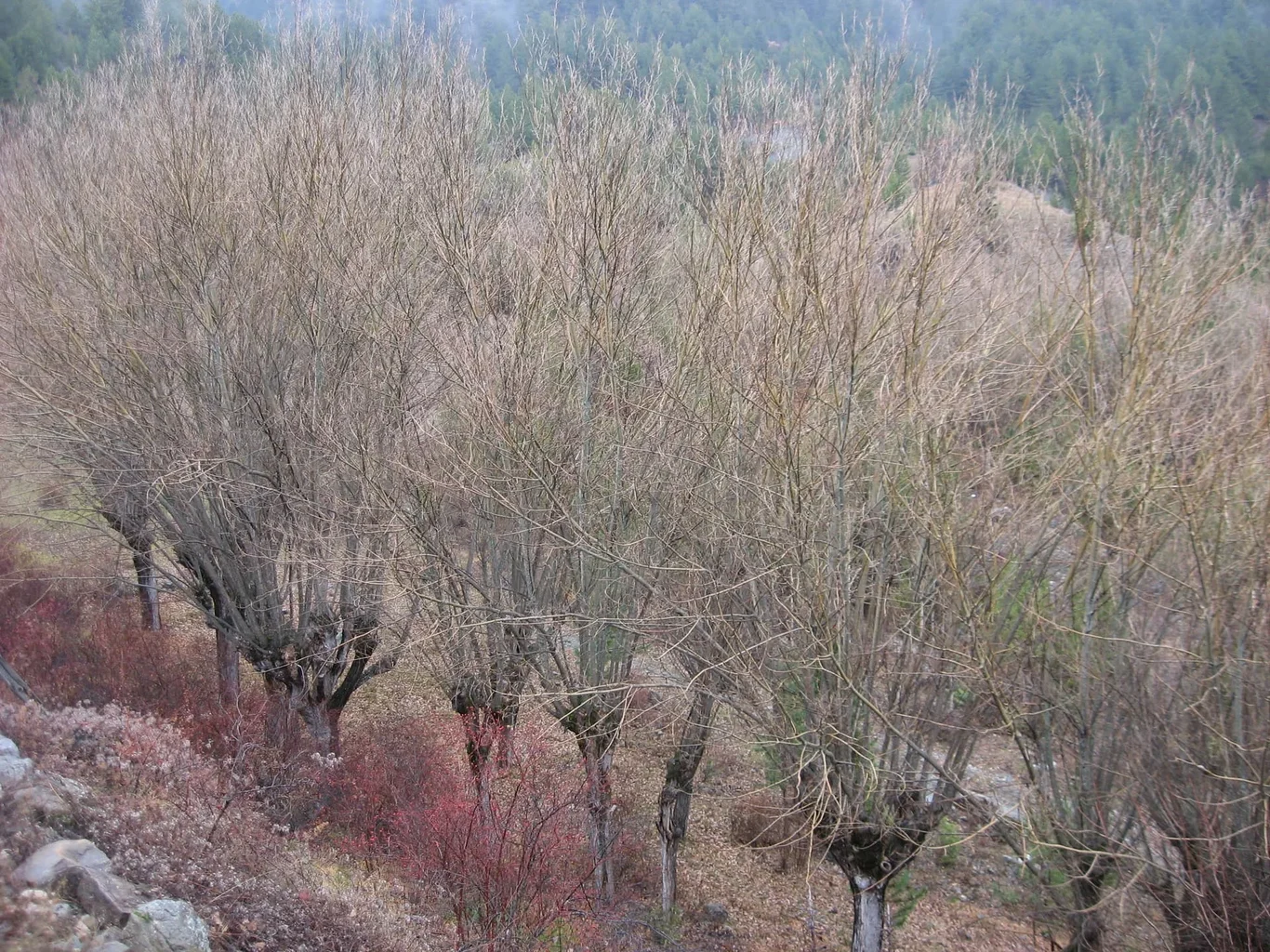 ilgazdan resimler (89).webp