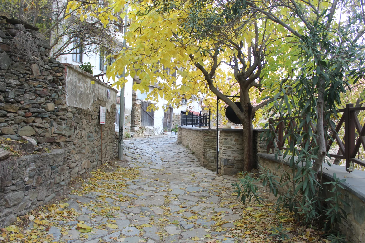 IMG_6241.webp IMG_6241.webp