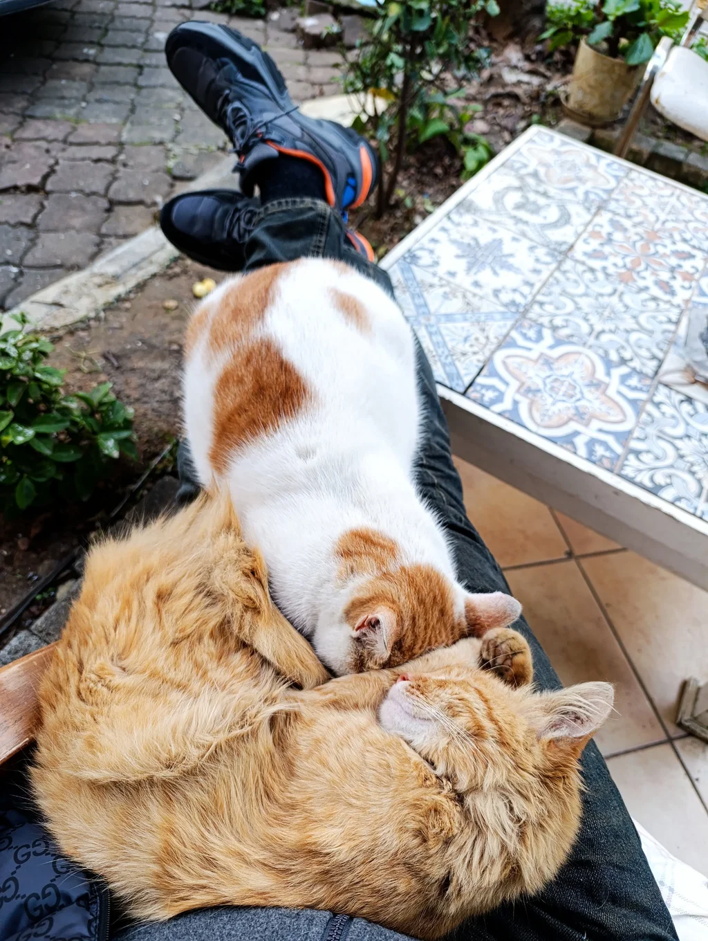 IMG_20250131_172652 (1).webp