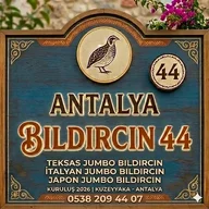 Antalya bıldırcın 0744
