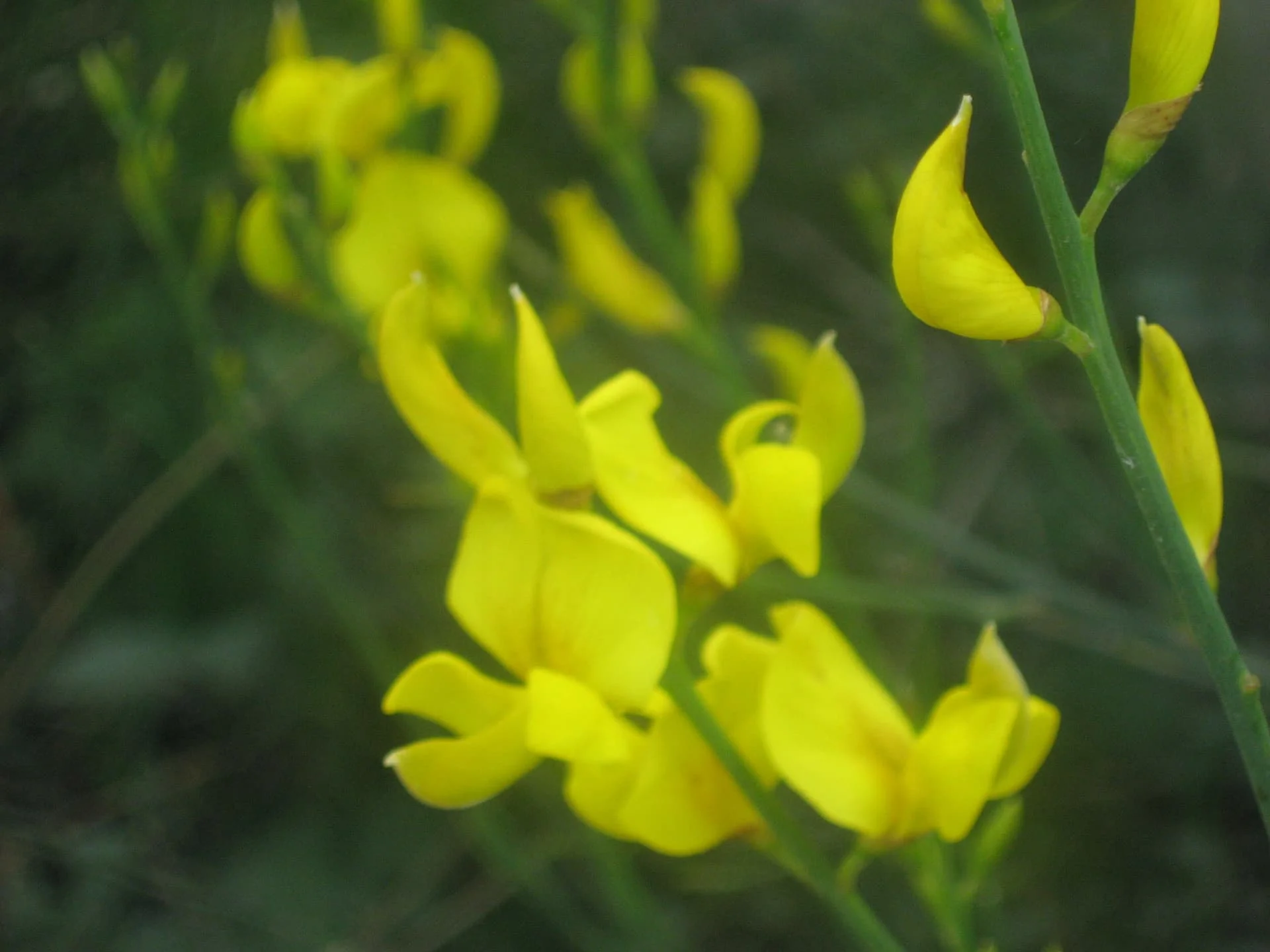 1 katırtırnağı yakacık 5 mayıs 2014