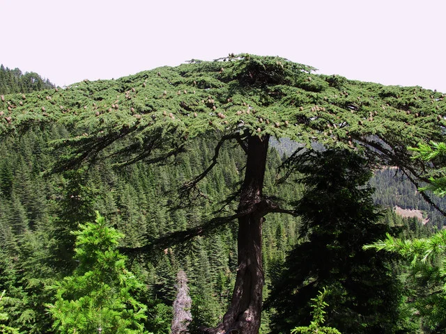 150657-yavsan-yaylasijpg