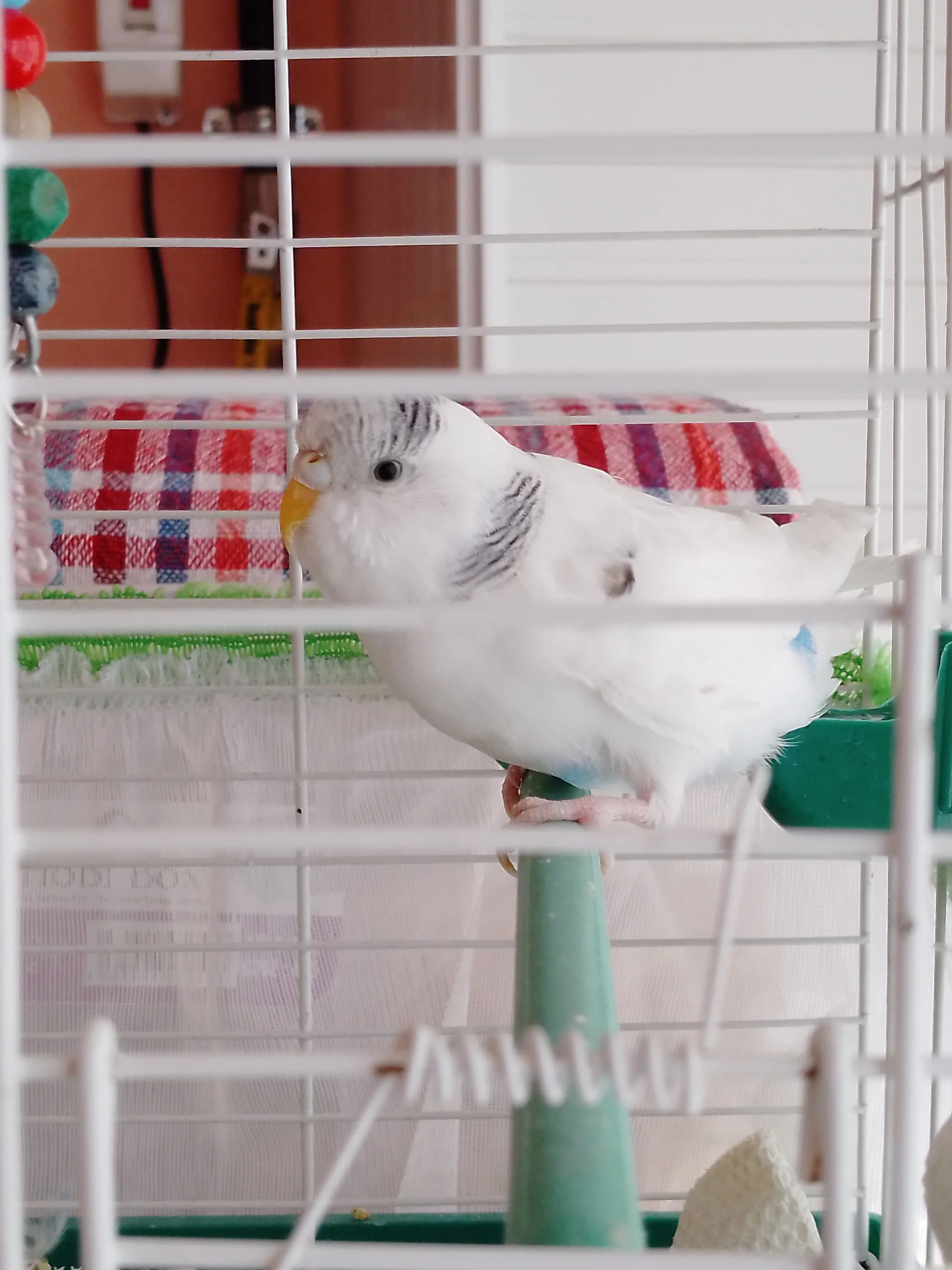 17098020781713633523593466962103