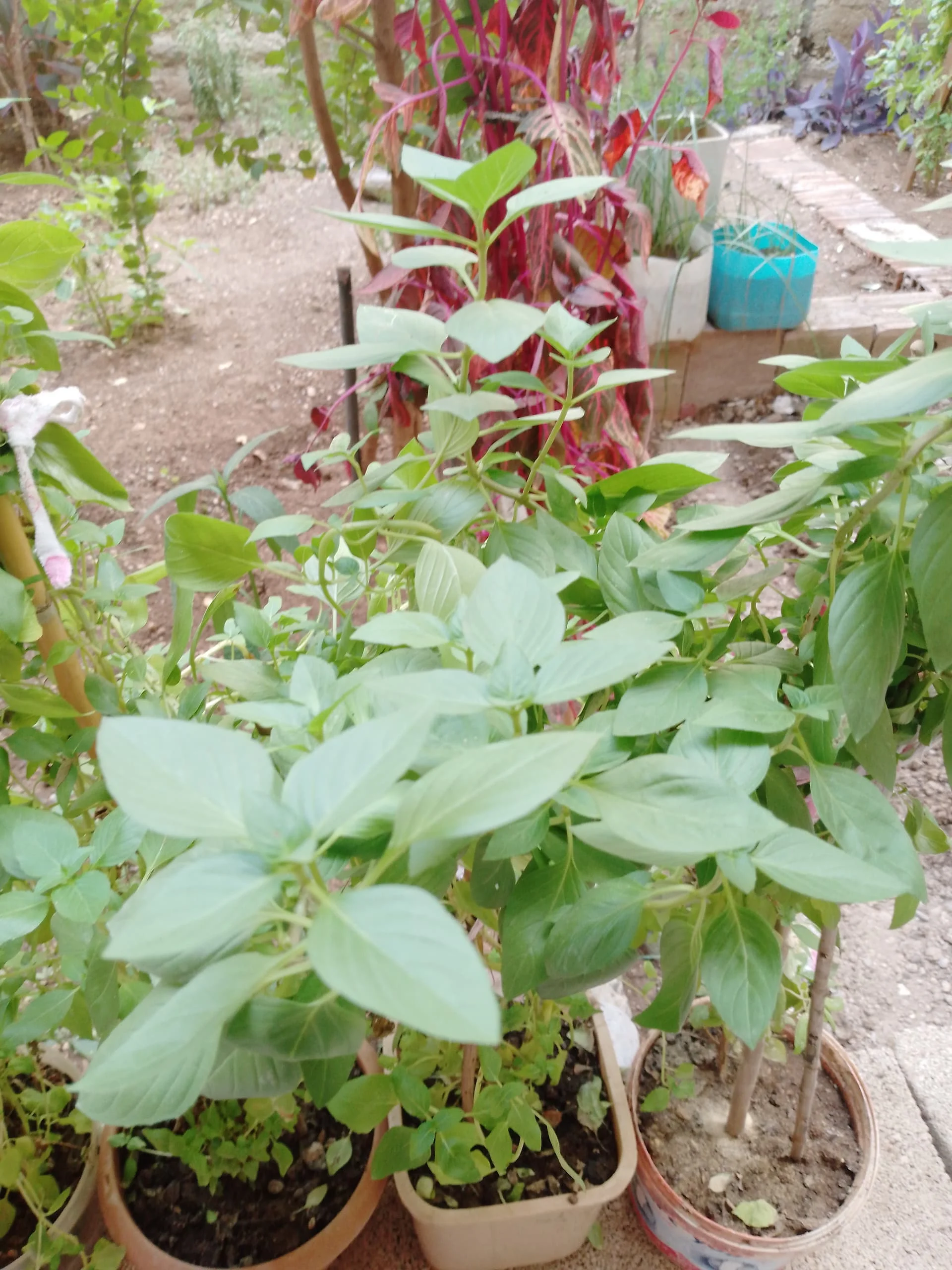 17242403991686323711612820845278