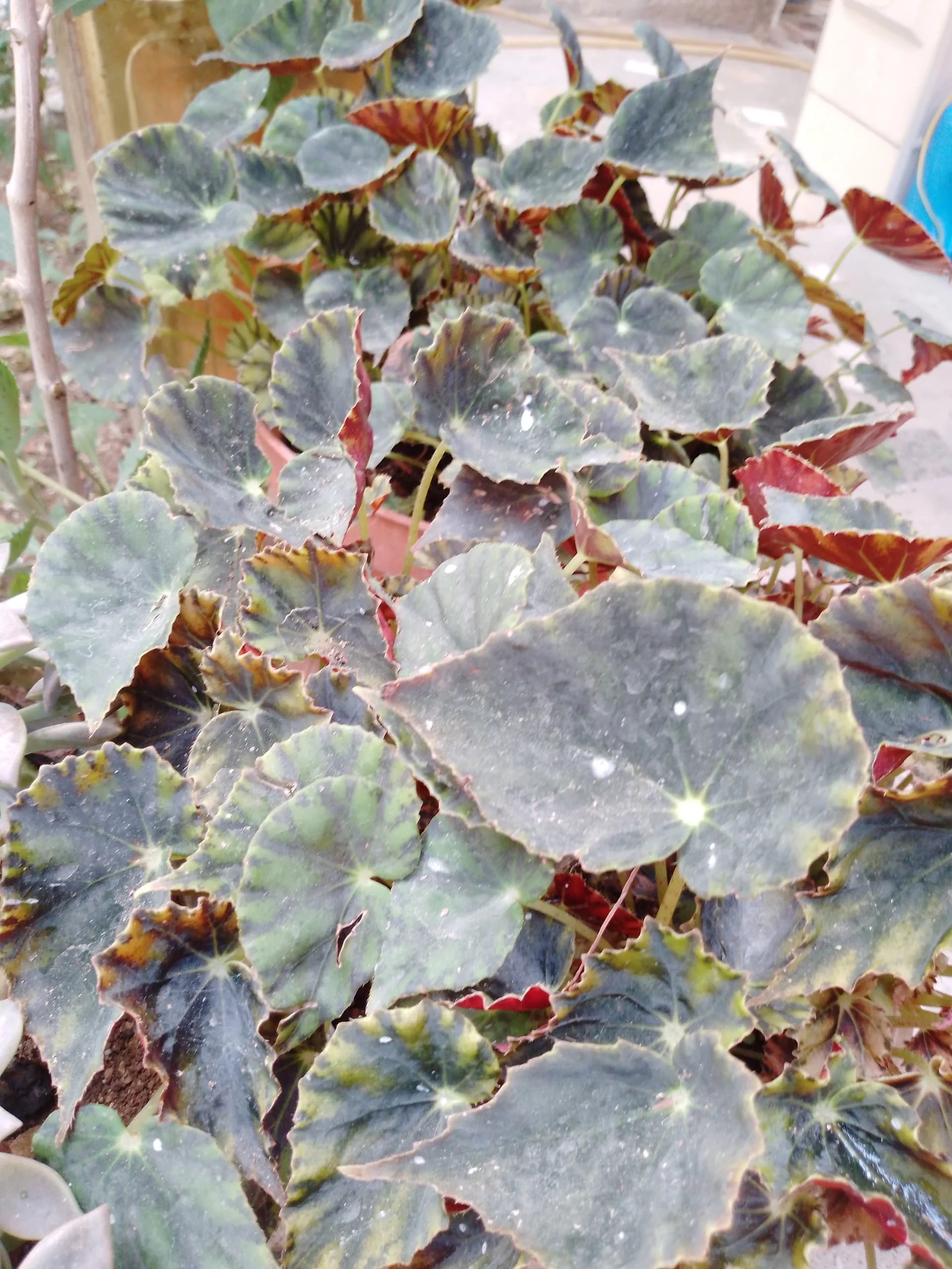 17242405105026032665460072999683