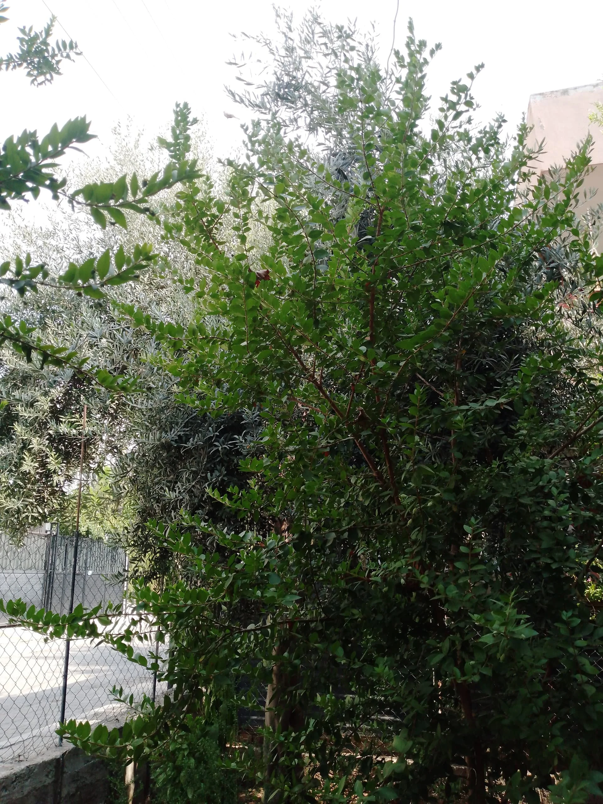 17242405719191857501487317593570