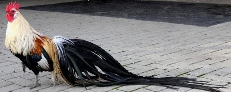 Japon Onagadori Tavukları