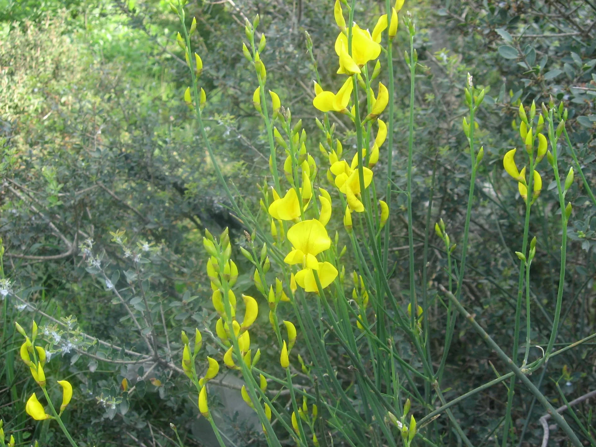 3 katırtırnağı yakacık 5 mayıs 2014