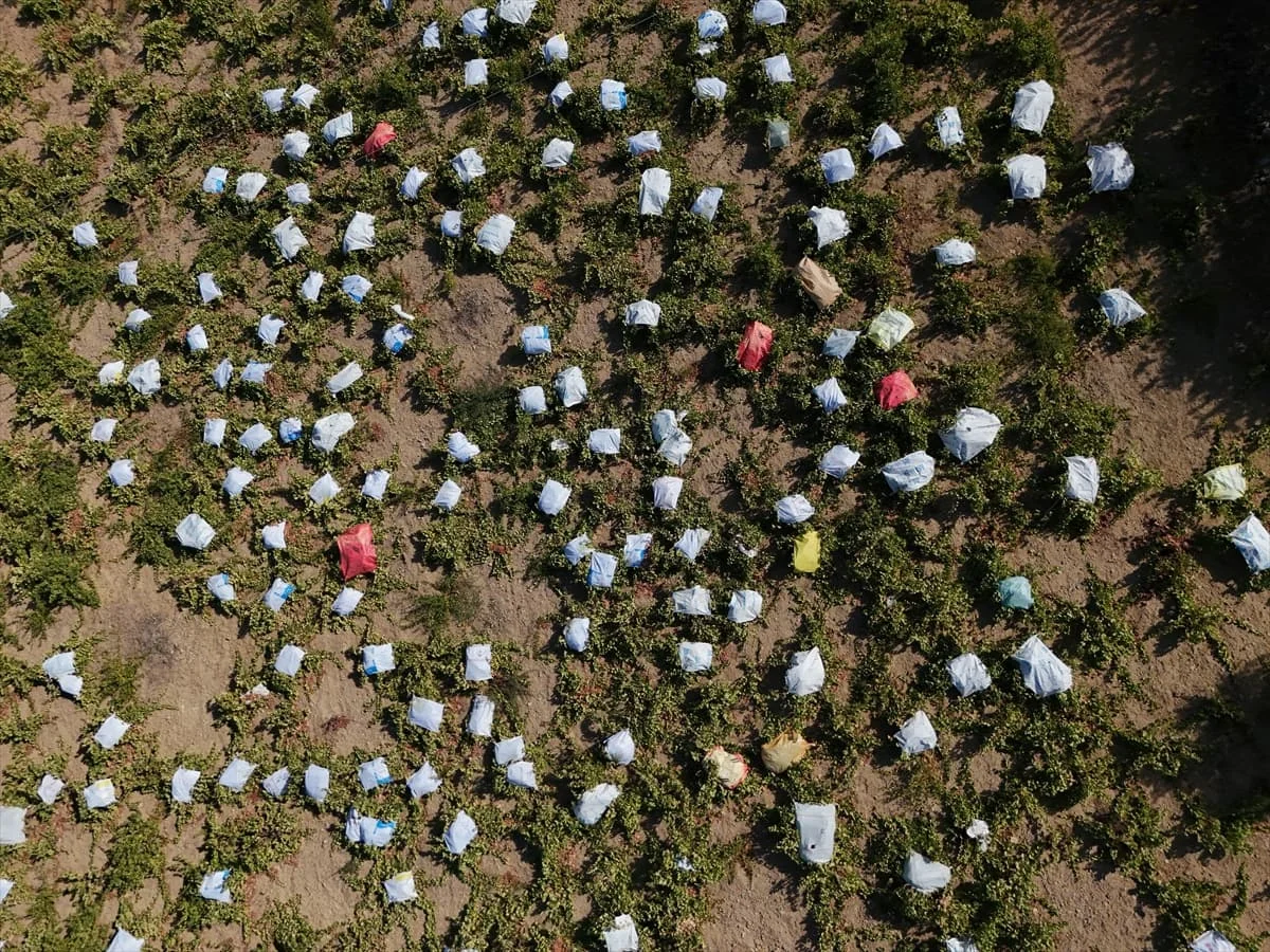 AA-20240907-35585680-35585666-IZMIRIN_TESCILLI_UZUMU_KAVACIK_DOLU_VE_SAGANAGA_KARSI_CUVALLARLA_KORUNUYOR