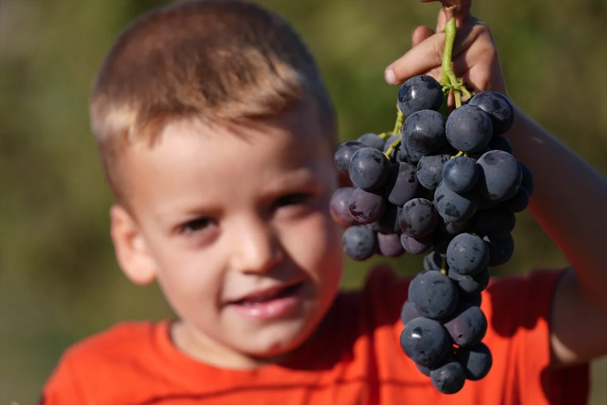 AA-20240907-35585752-35585741-IZMIRIN_TESCILLI_UZUMU_KAVACIK_DOLU_VE_SAGANAGA_KARSI_CUVALLARLA_KORUNUYOR