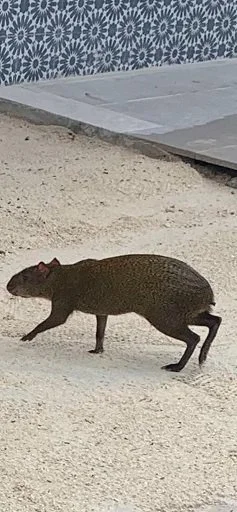 Agouti.webp