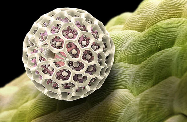 Akantus ağacı poleni.