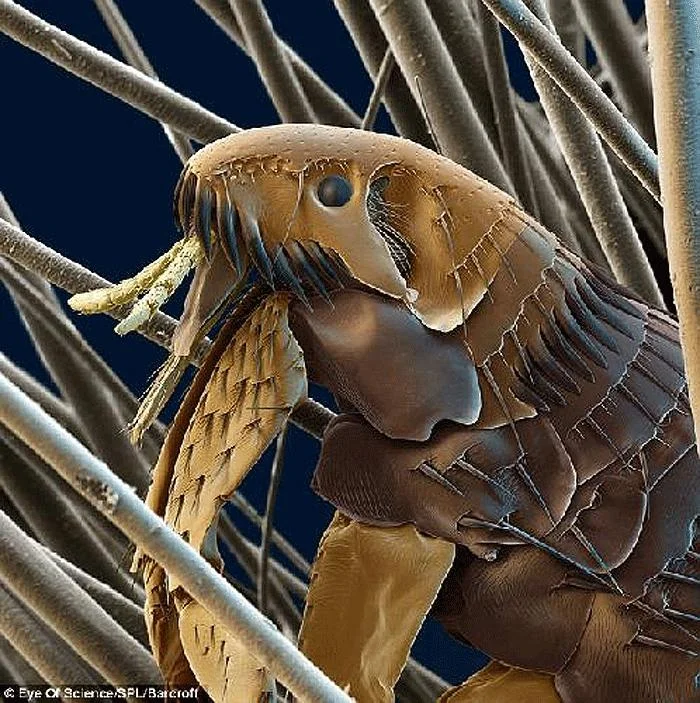 Bir böcek..Bu fotoğraf ödül almıştır..