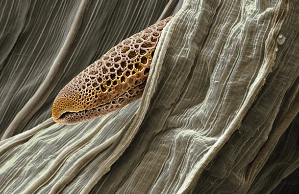 Bromelia ailesine ait bitki poleni.