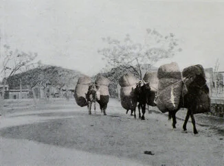 csm_Childs_4098-retocadaweb_eb8eb5b042