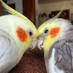 d4c13d17868ba38ed6b4ee86bb2a0a8e