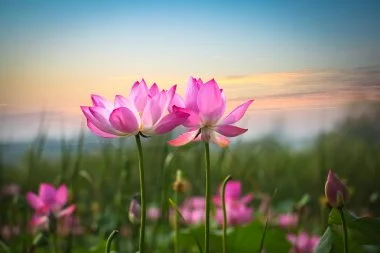 depositphotos_22296115-stock-photo-lotus-flower-in-sunset