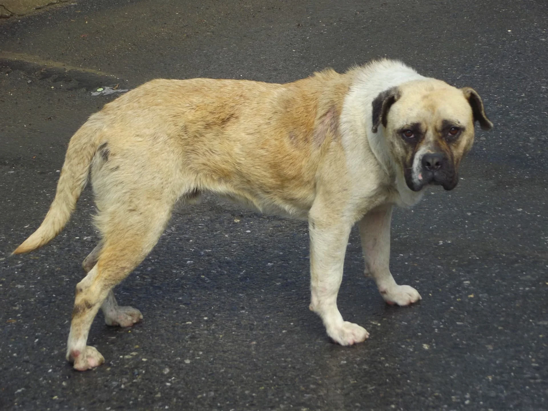 DSCF7687 Kısırkaya-01