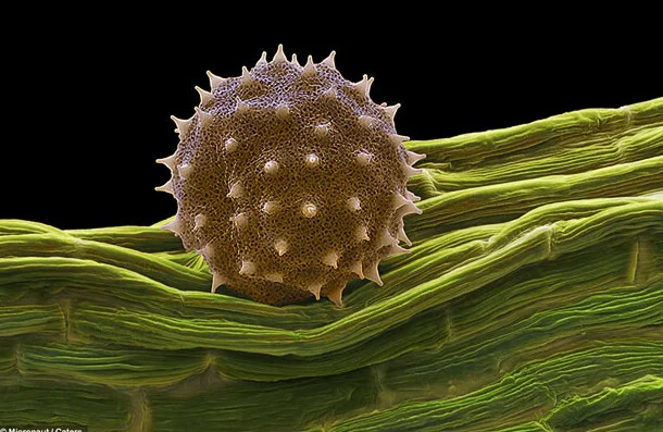 Ebegümeci poleni dikenleri sayesinde kuş tüylerine tutunur.