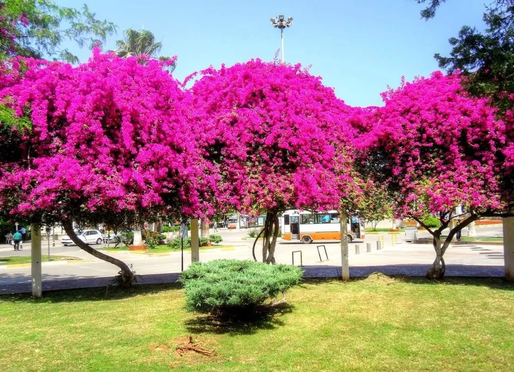 FB_IMG_1710069330034