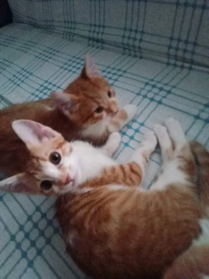 FB_IMG_1718906580515