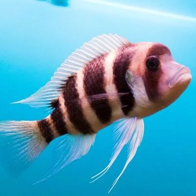 frontoza-baligi-956-blog