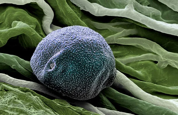 Huş ağacı poleni.