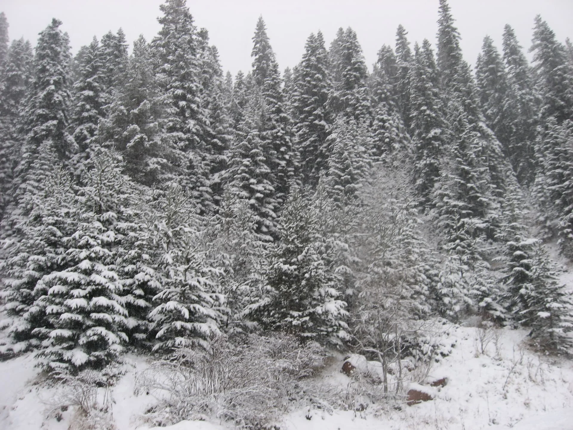 ilgazdan resimler (176)