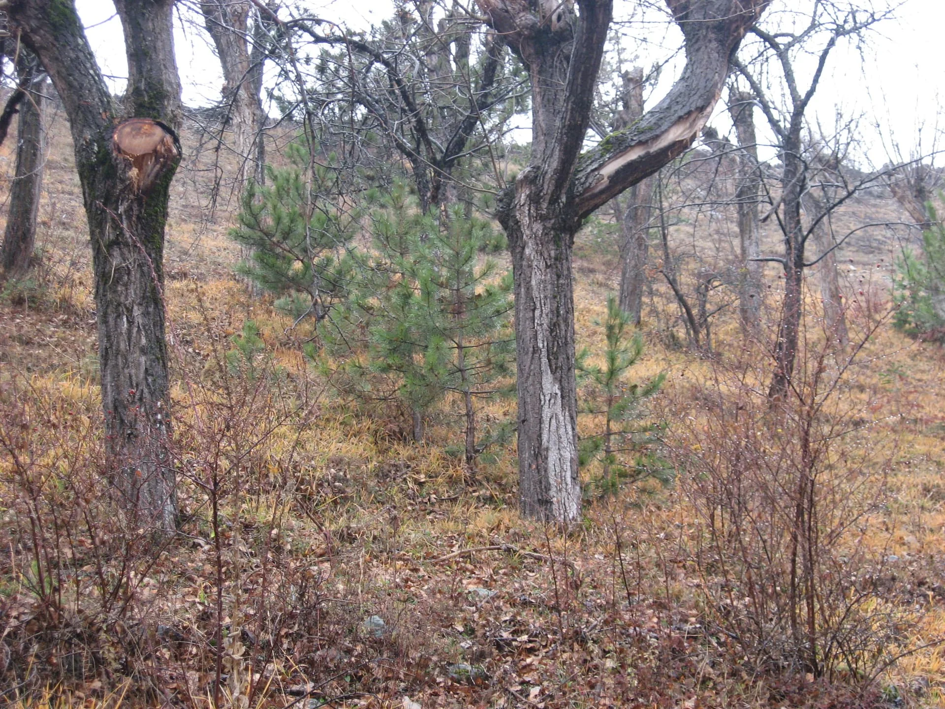 ilgazdan resimler (64)