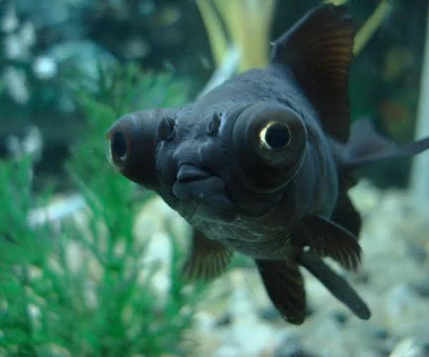 images - 2024-02-17T204126.455