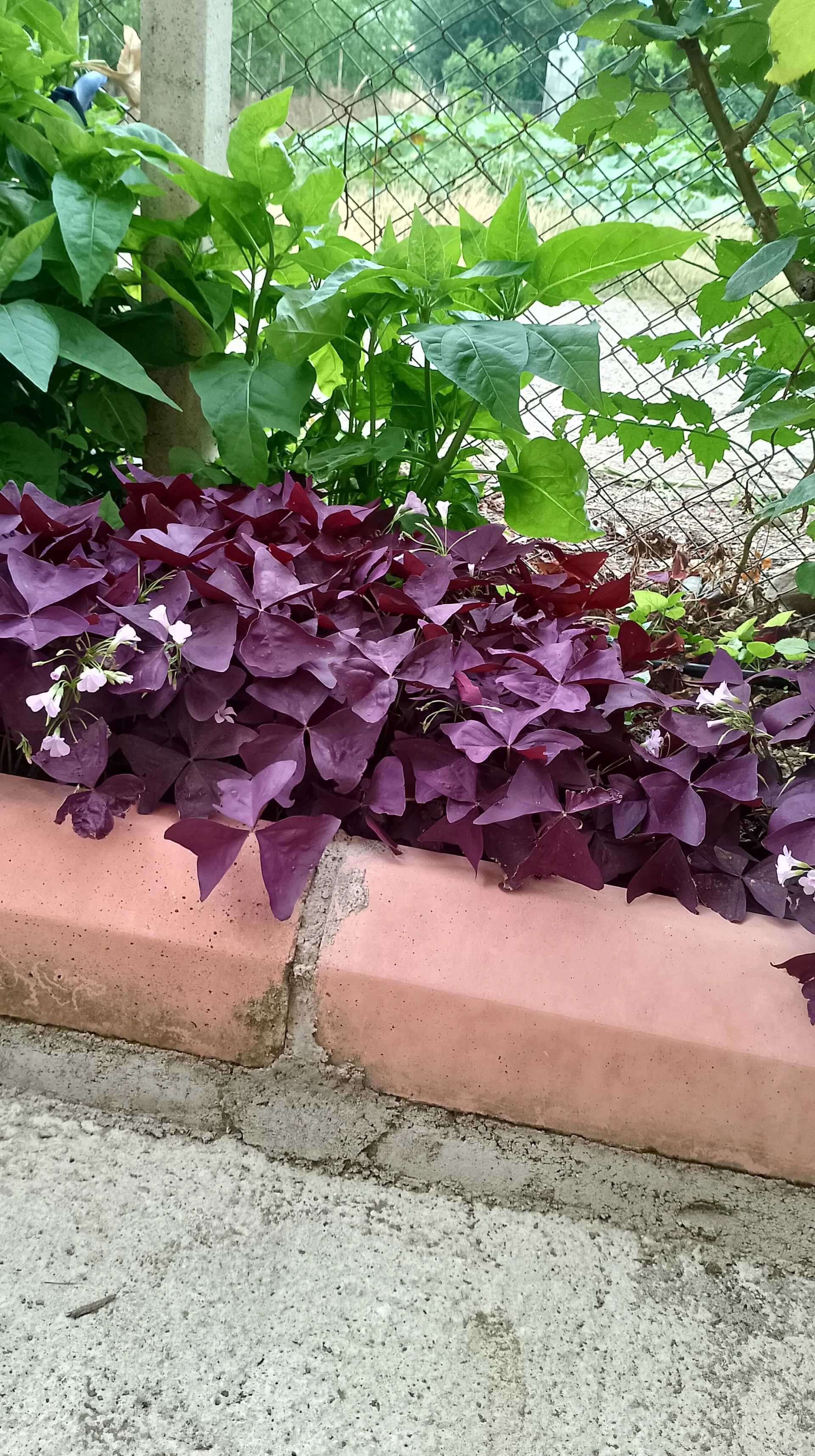 IMG_20230627_181617_HDR