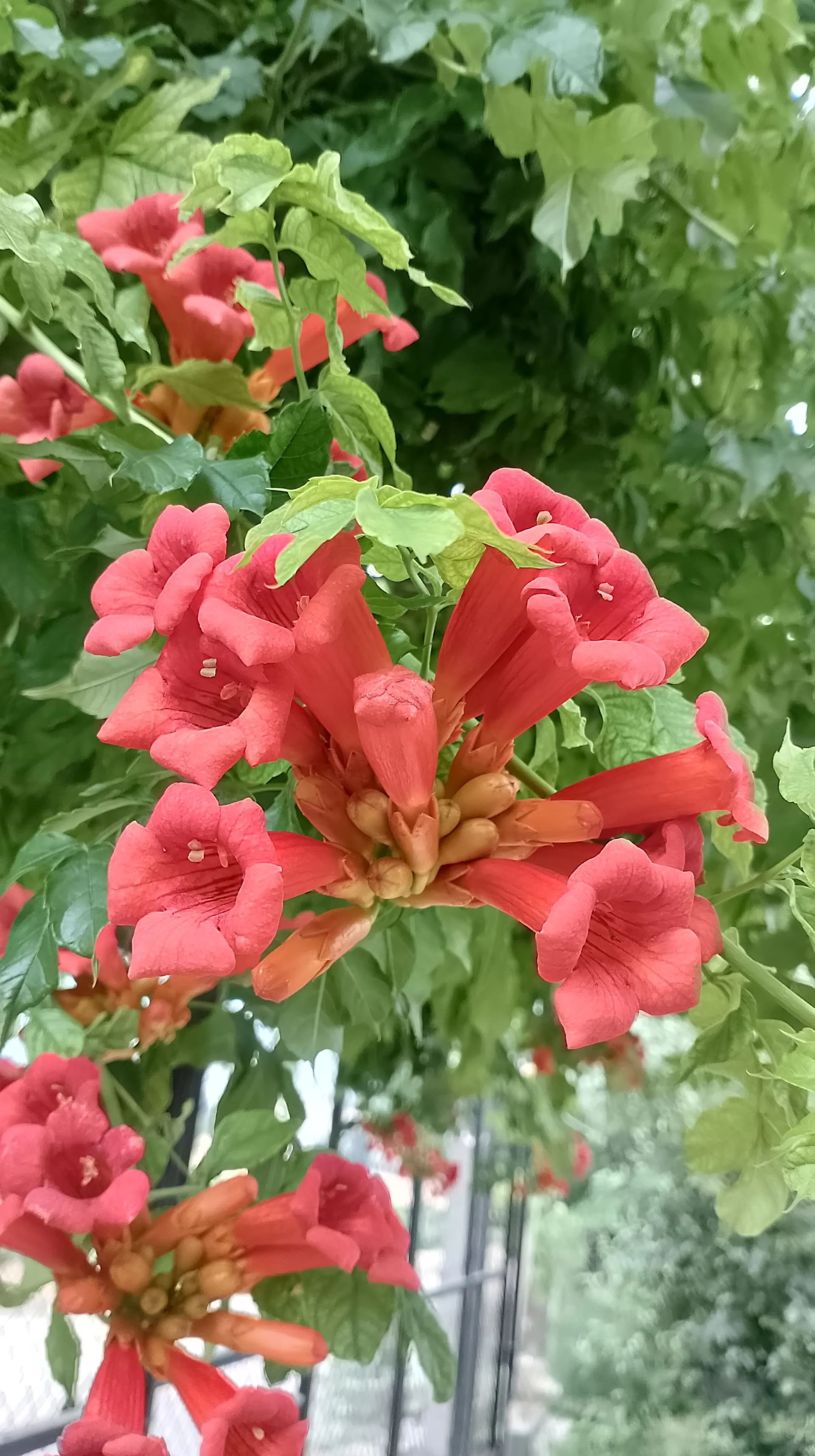 IMG_20230627_181651_HDR