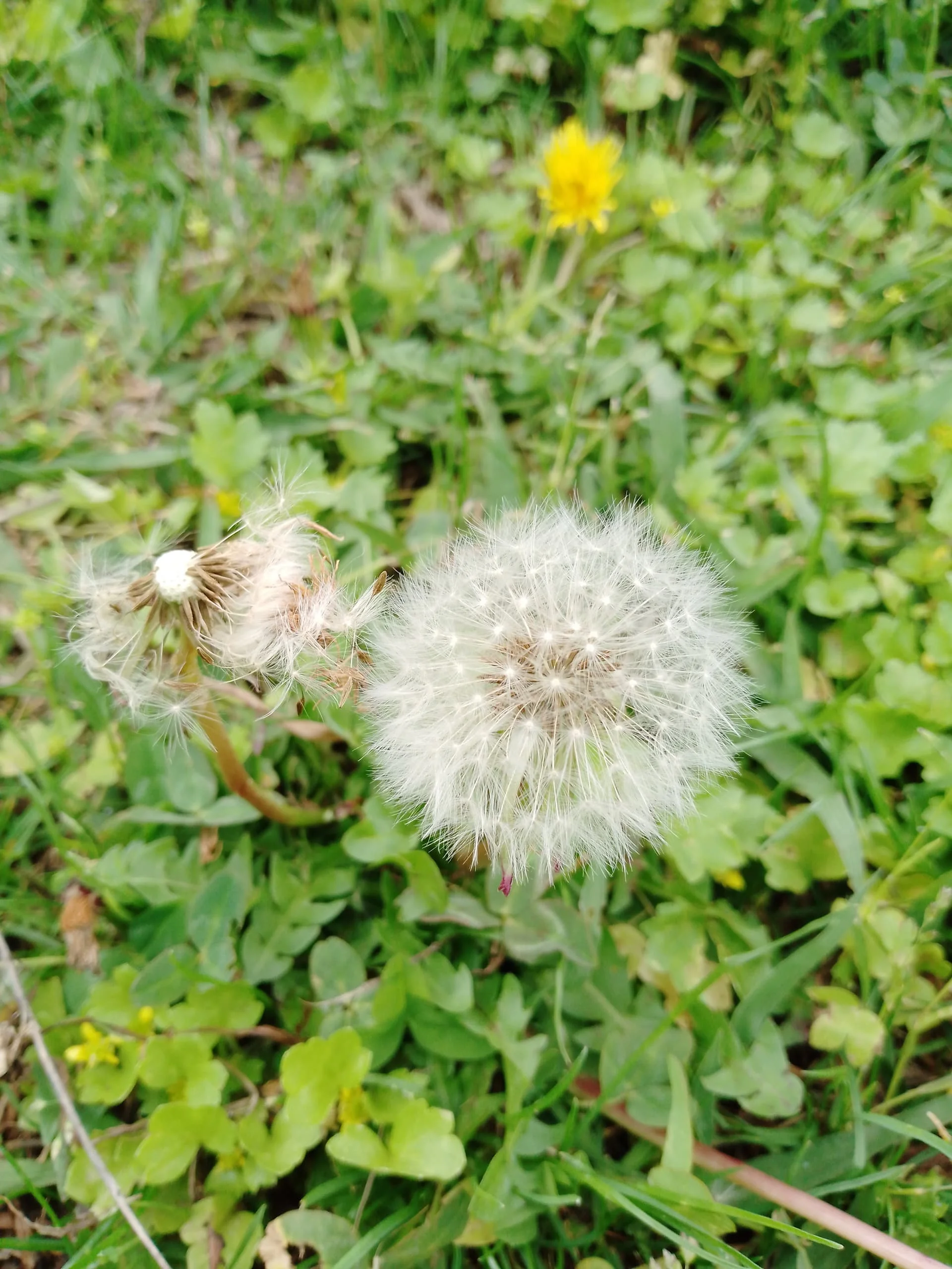 IMG_20240320_150933_391