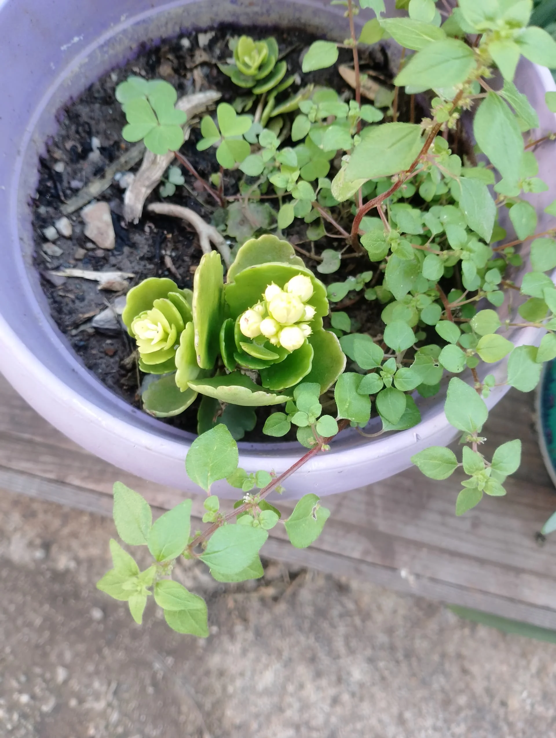 IMG_20240323_180654_HDR