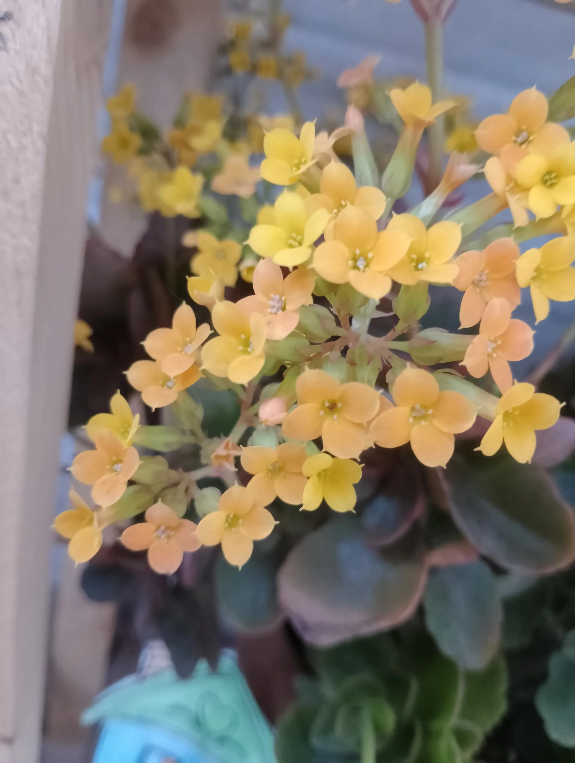 IMG_20240323_181152_HDR