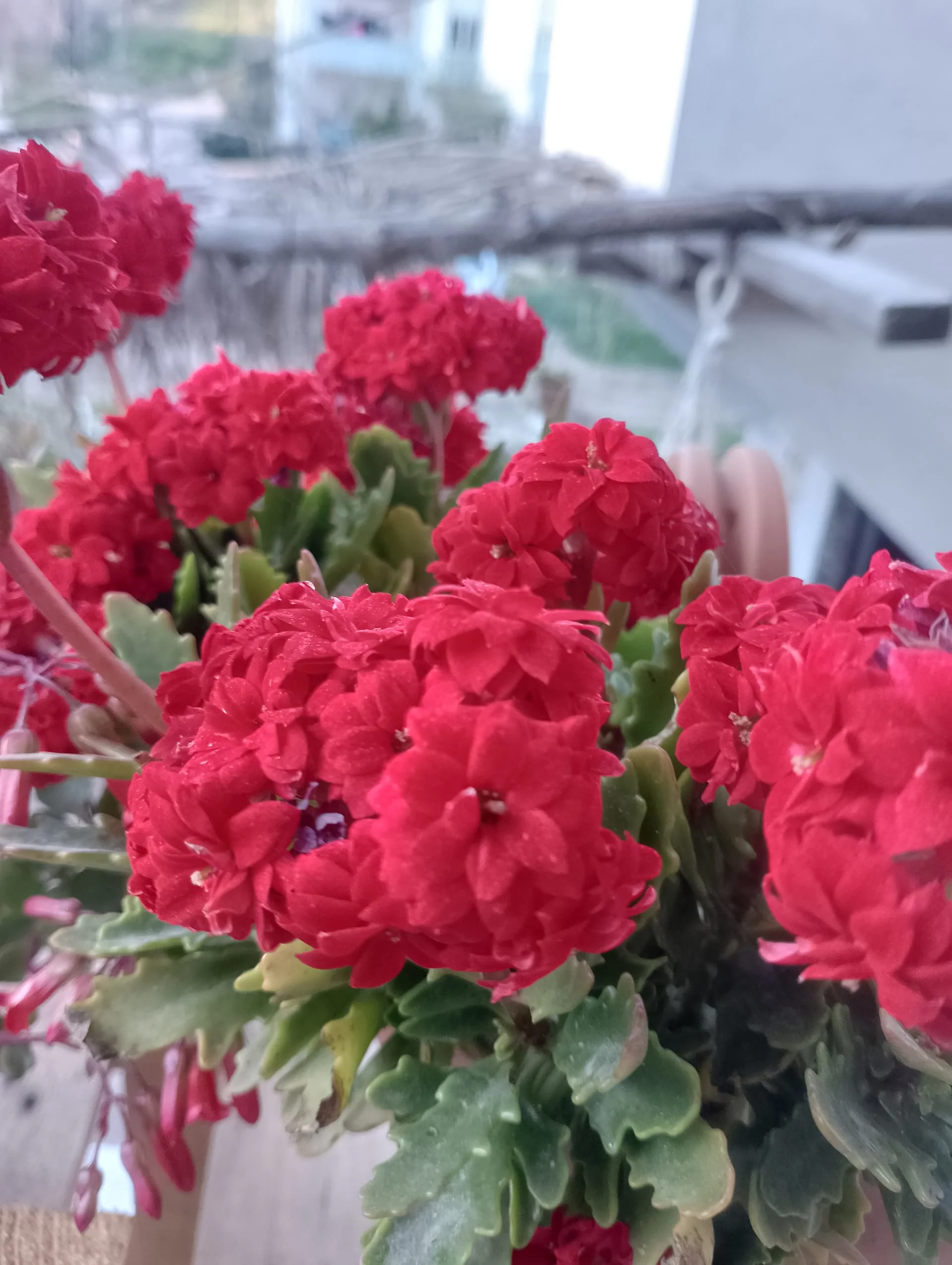 IMG_20240323_181304_HDR