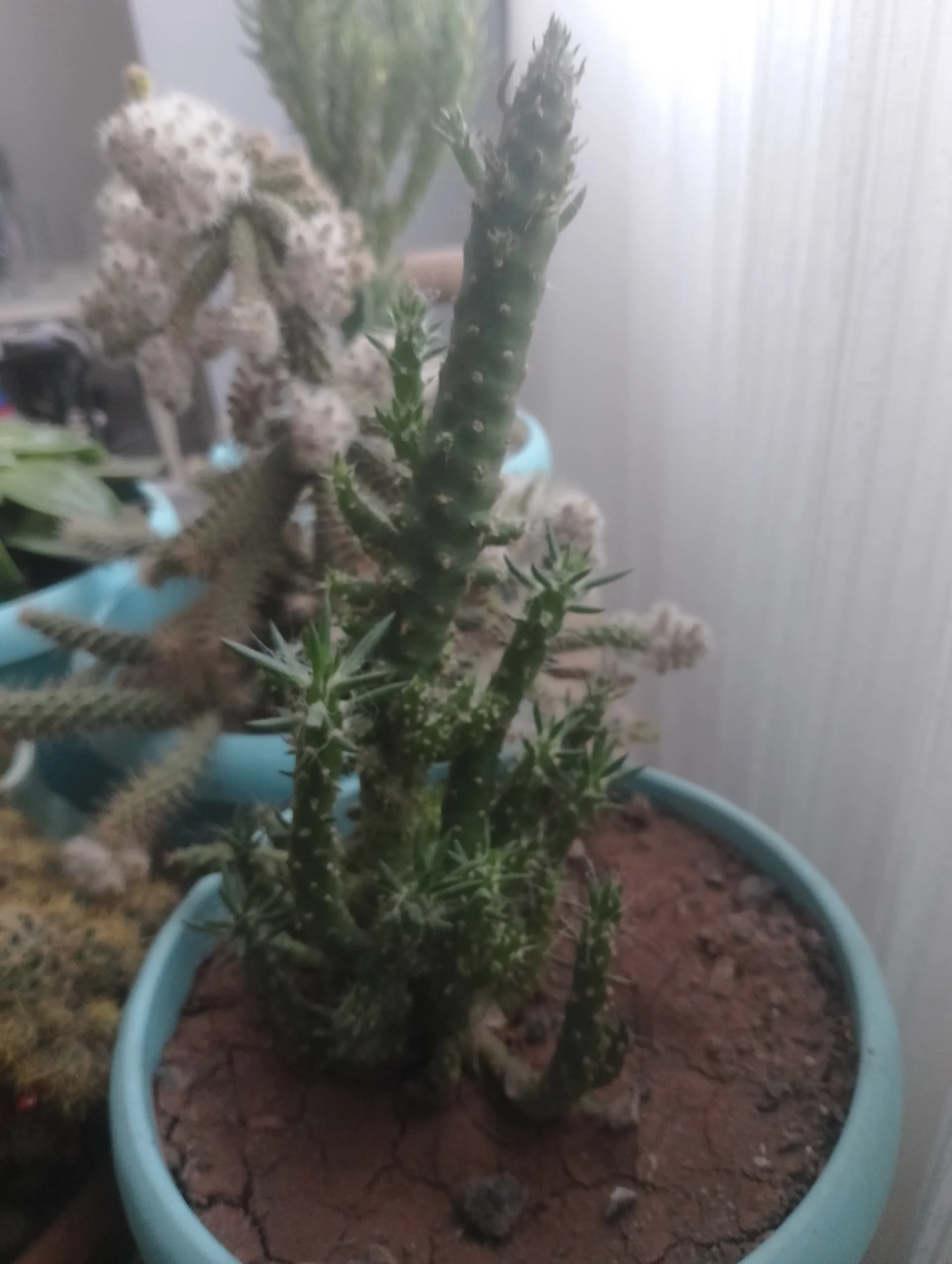 IMG_20240325_160319_HDR