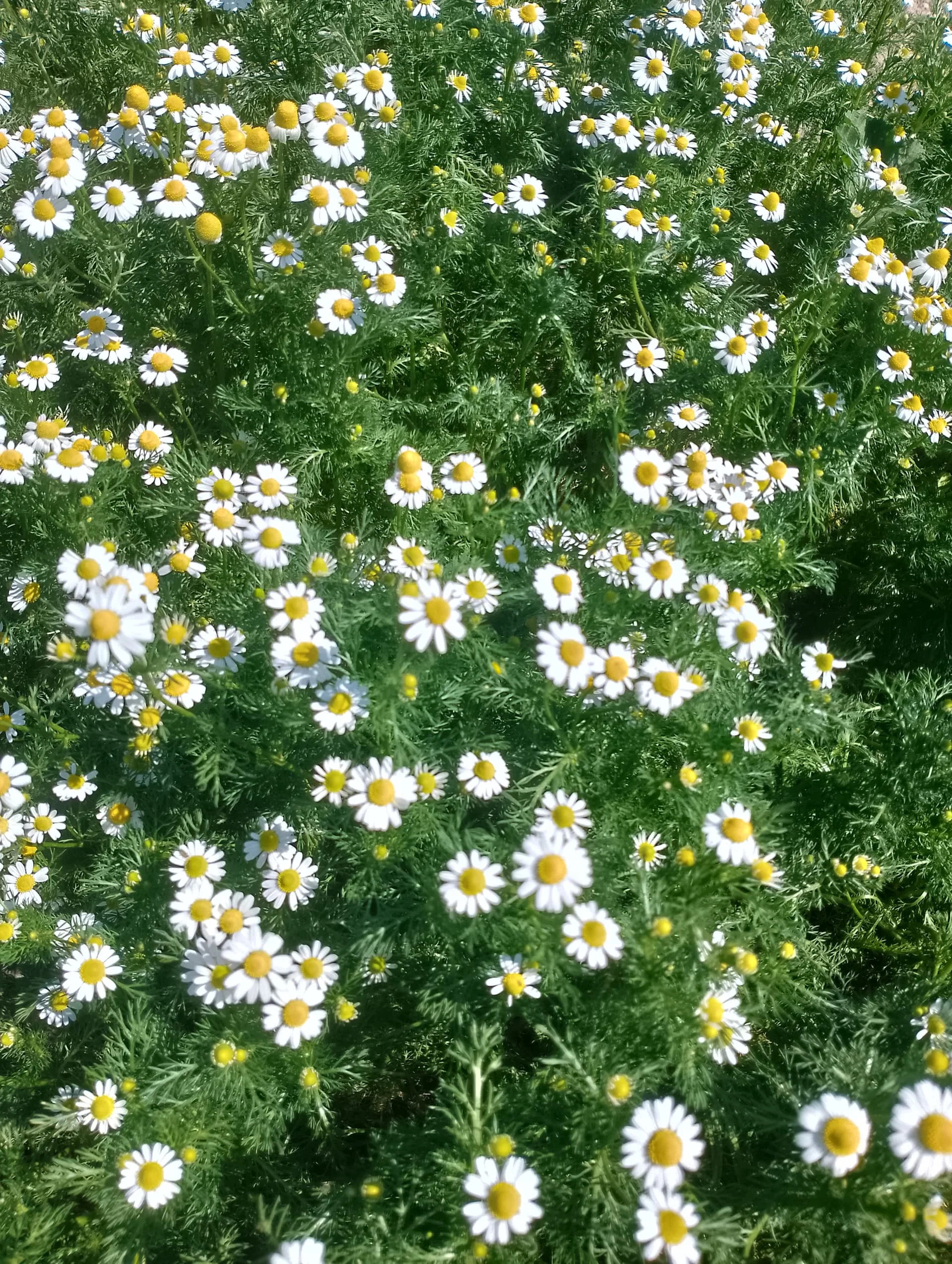 IMG_20240402_122117_HDR