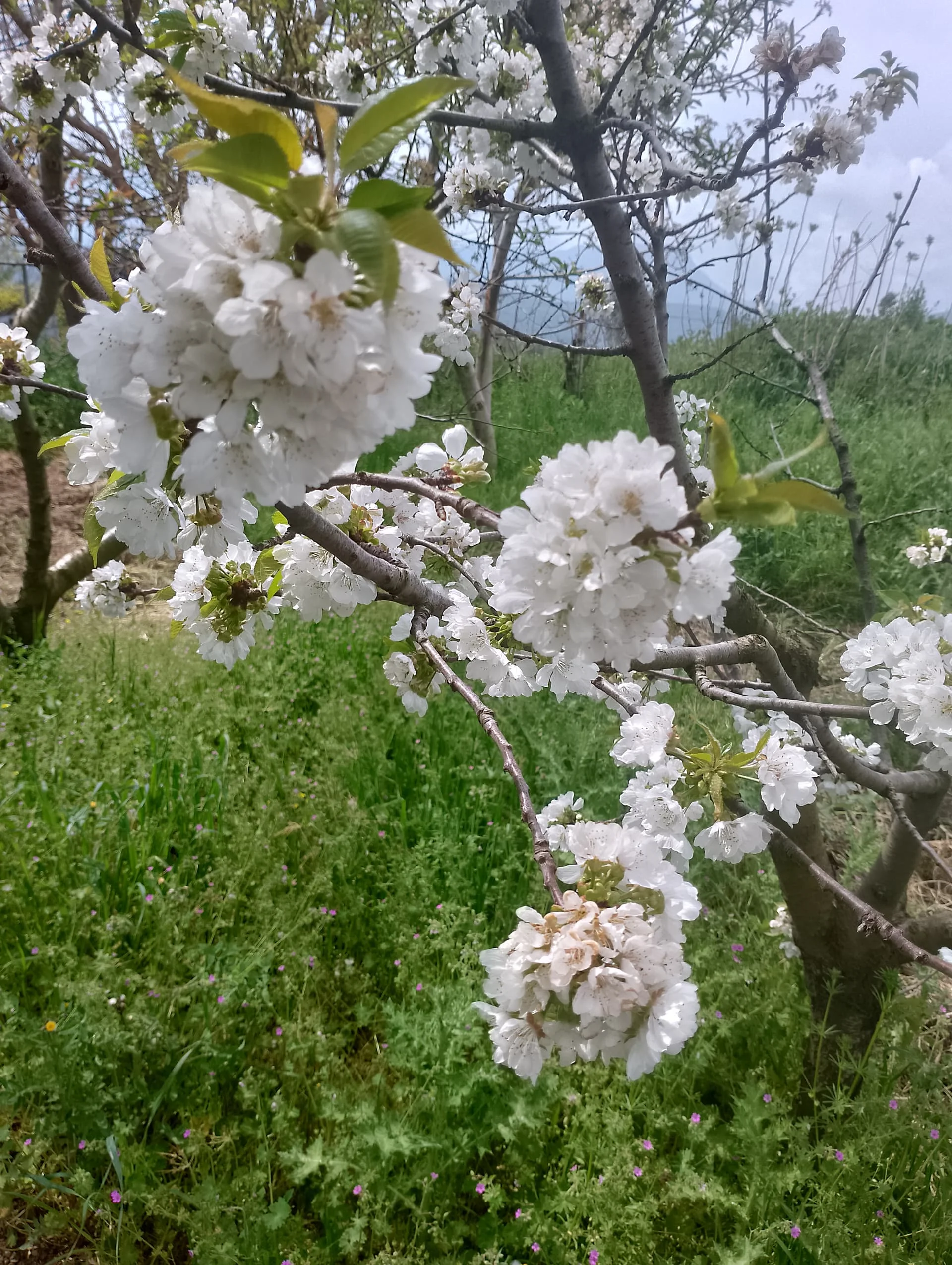 IMG_20240407_113850_HDR