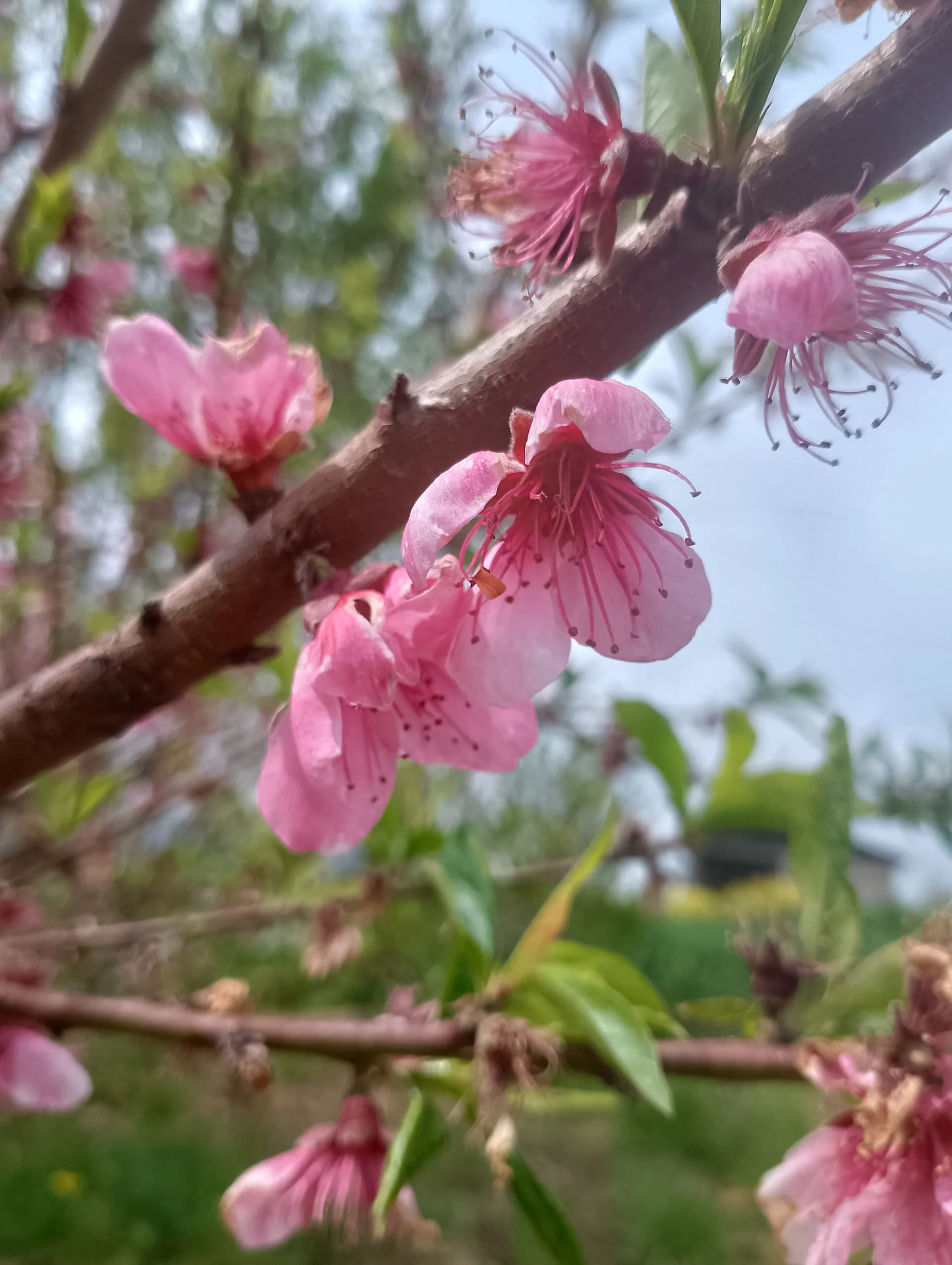 IMG_20240407_114004_HDR