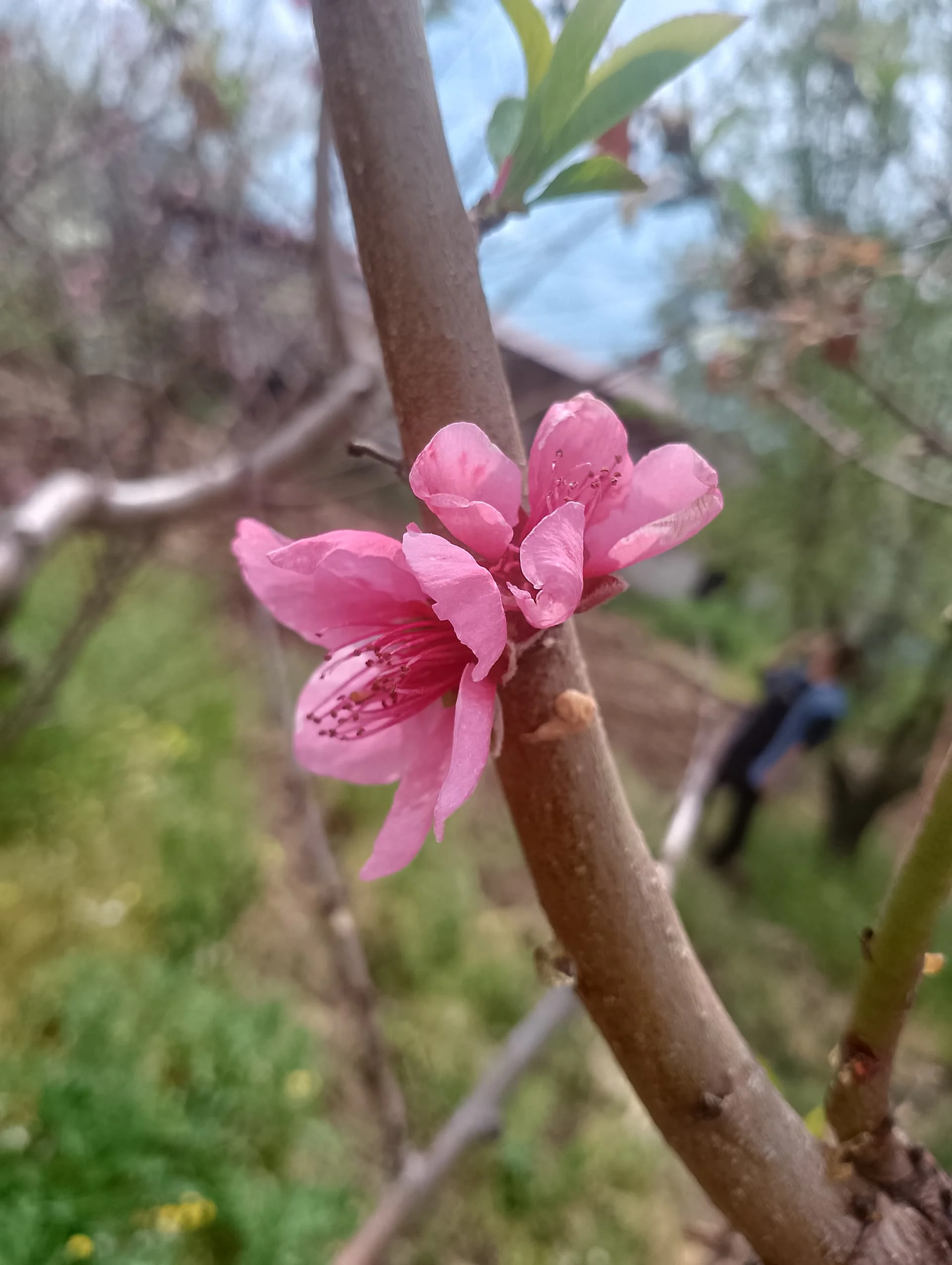 IMG_20240407_114018_HDR