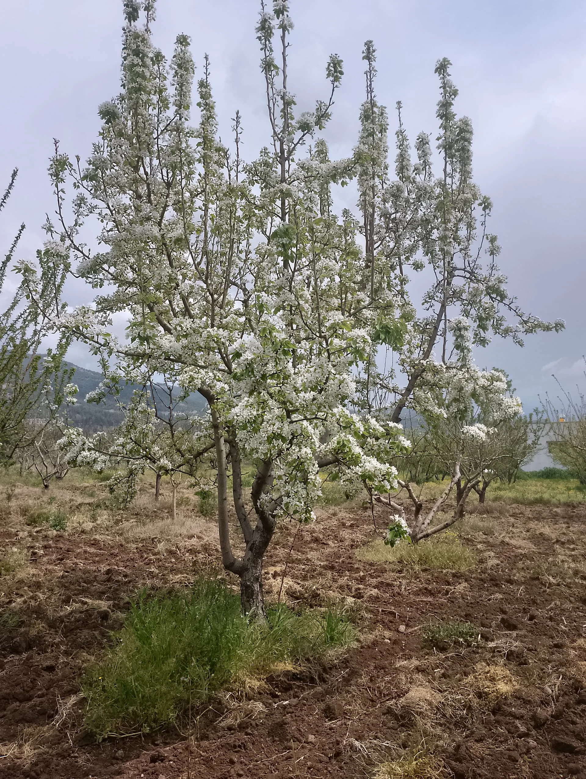 IMG_20240407_114351_HDR