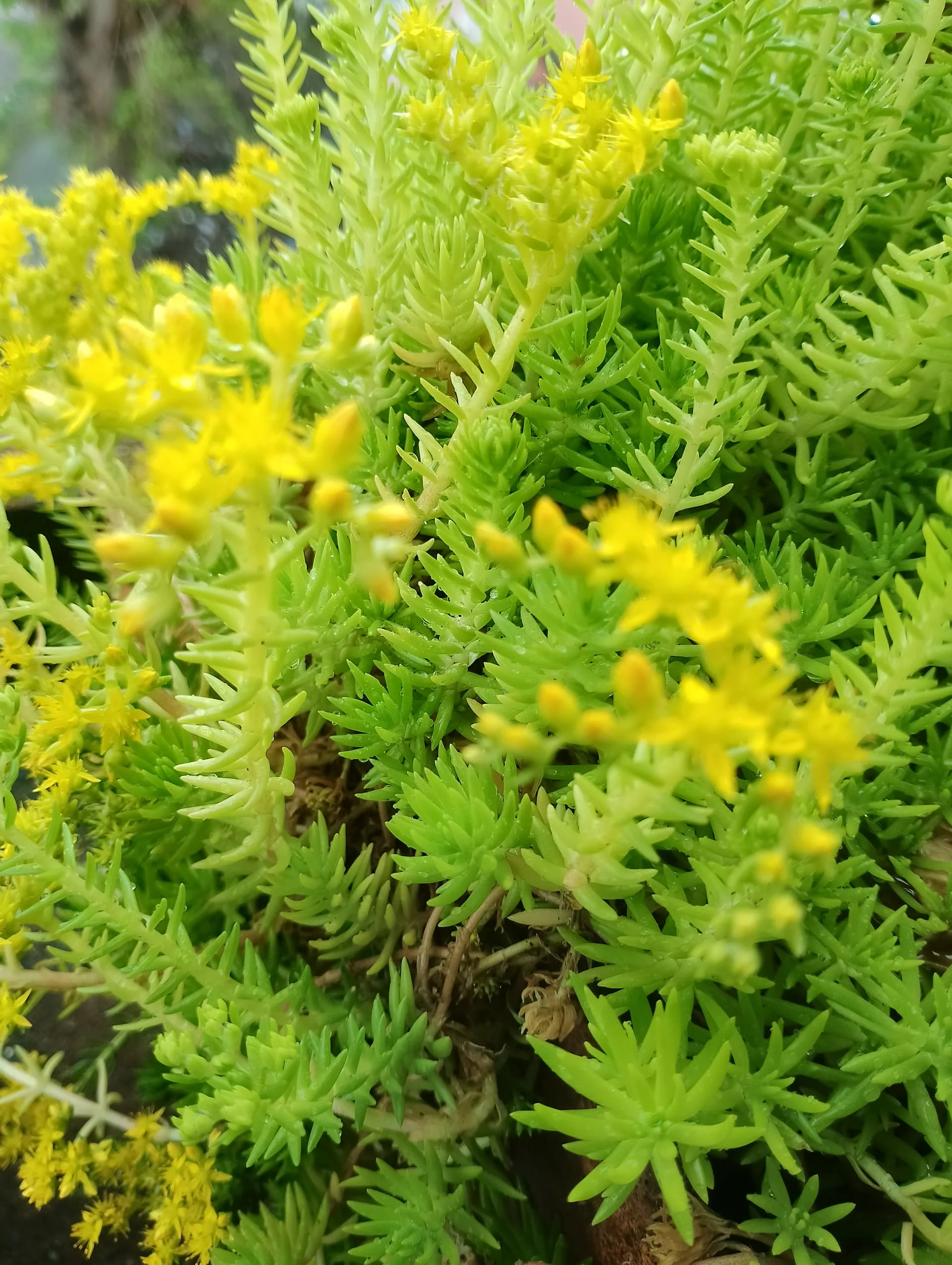 IMG_20240410_090331_HDR