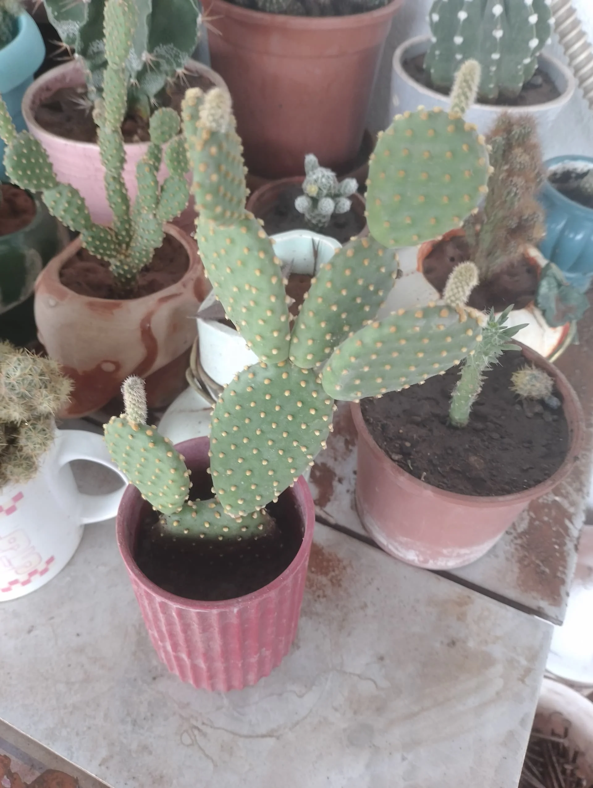 IMG_20240420_155600_HDR