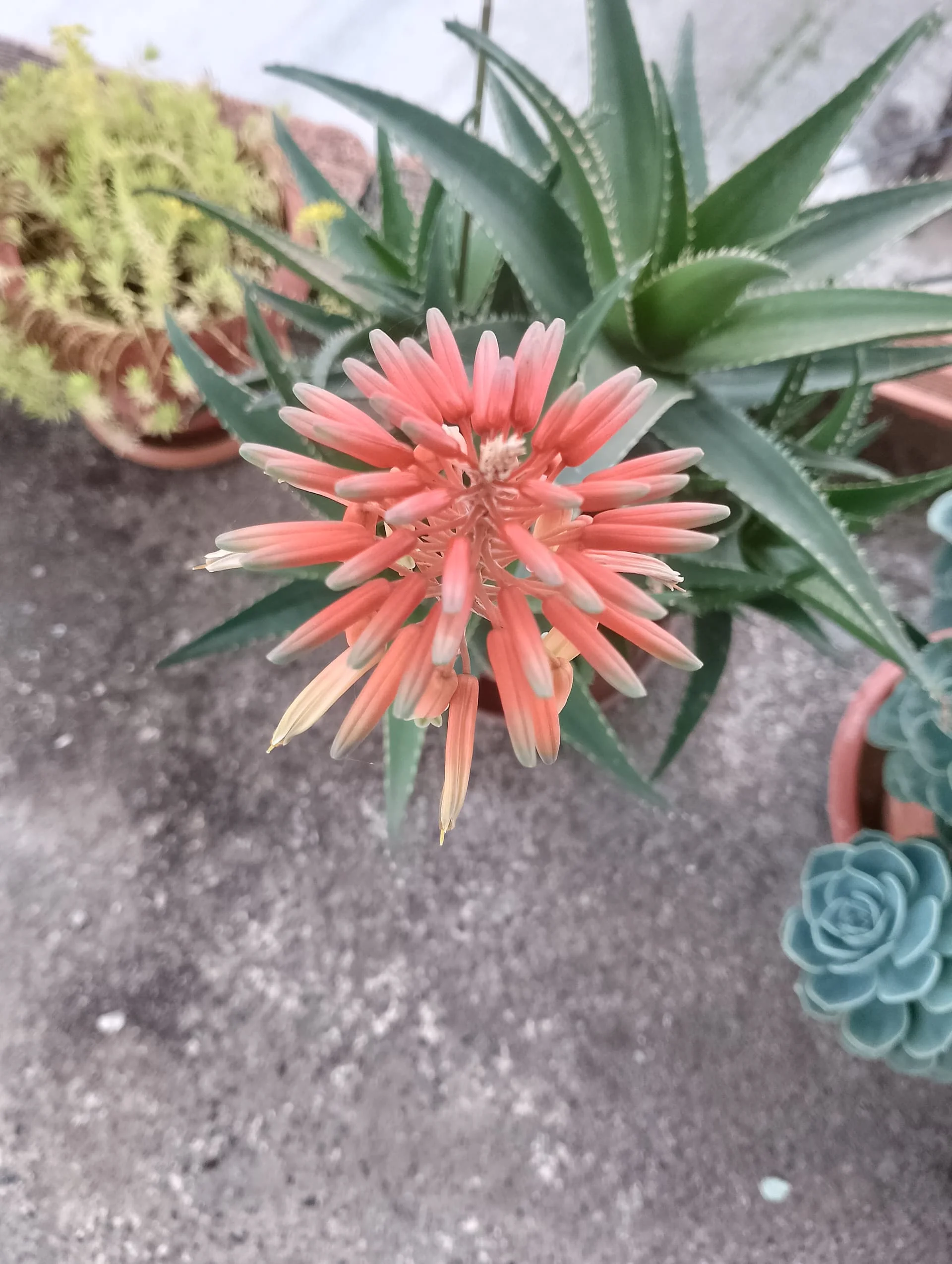 IMG_20240420_155715_HDR