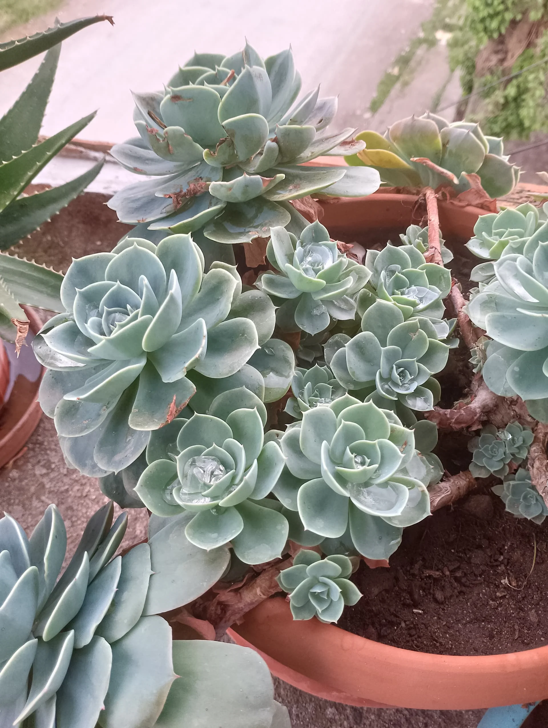 IMG_20240420_155728_HDR