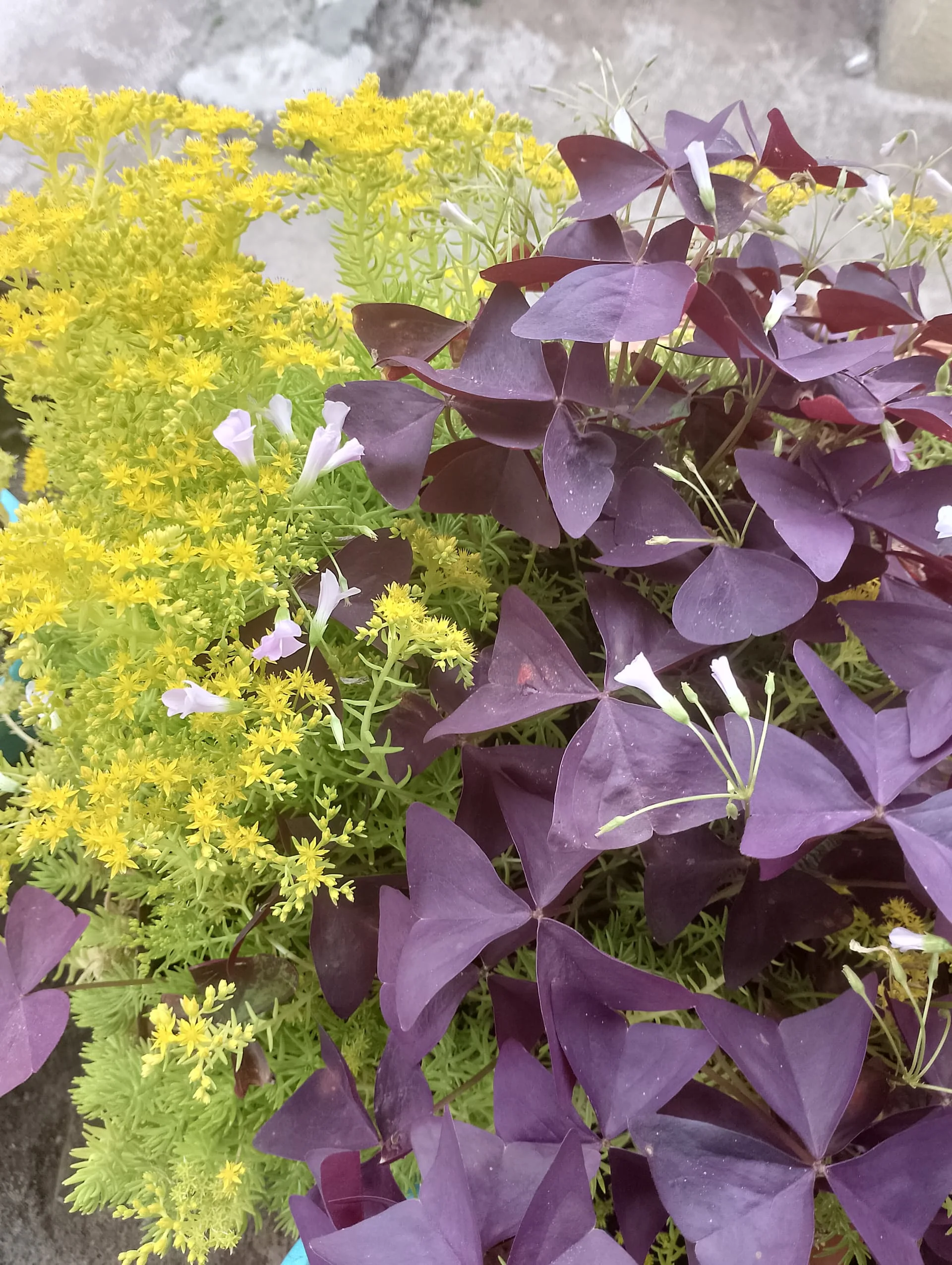 IMG_20240420_155740_HDR