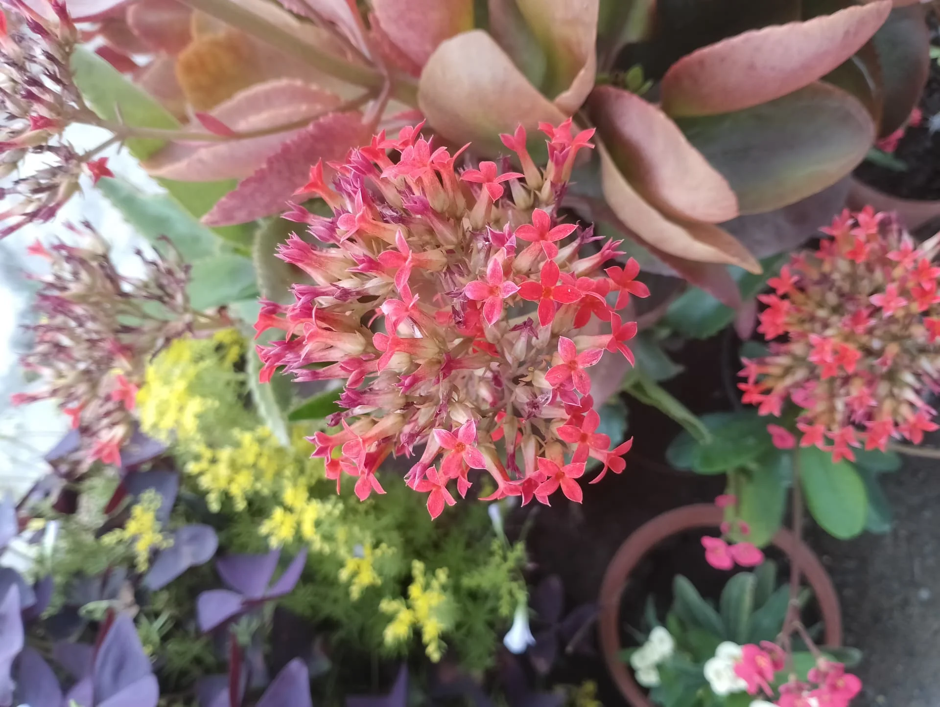 IMG_20240420_155749_HDR