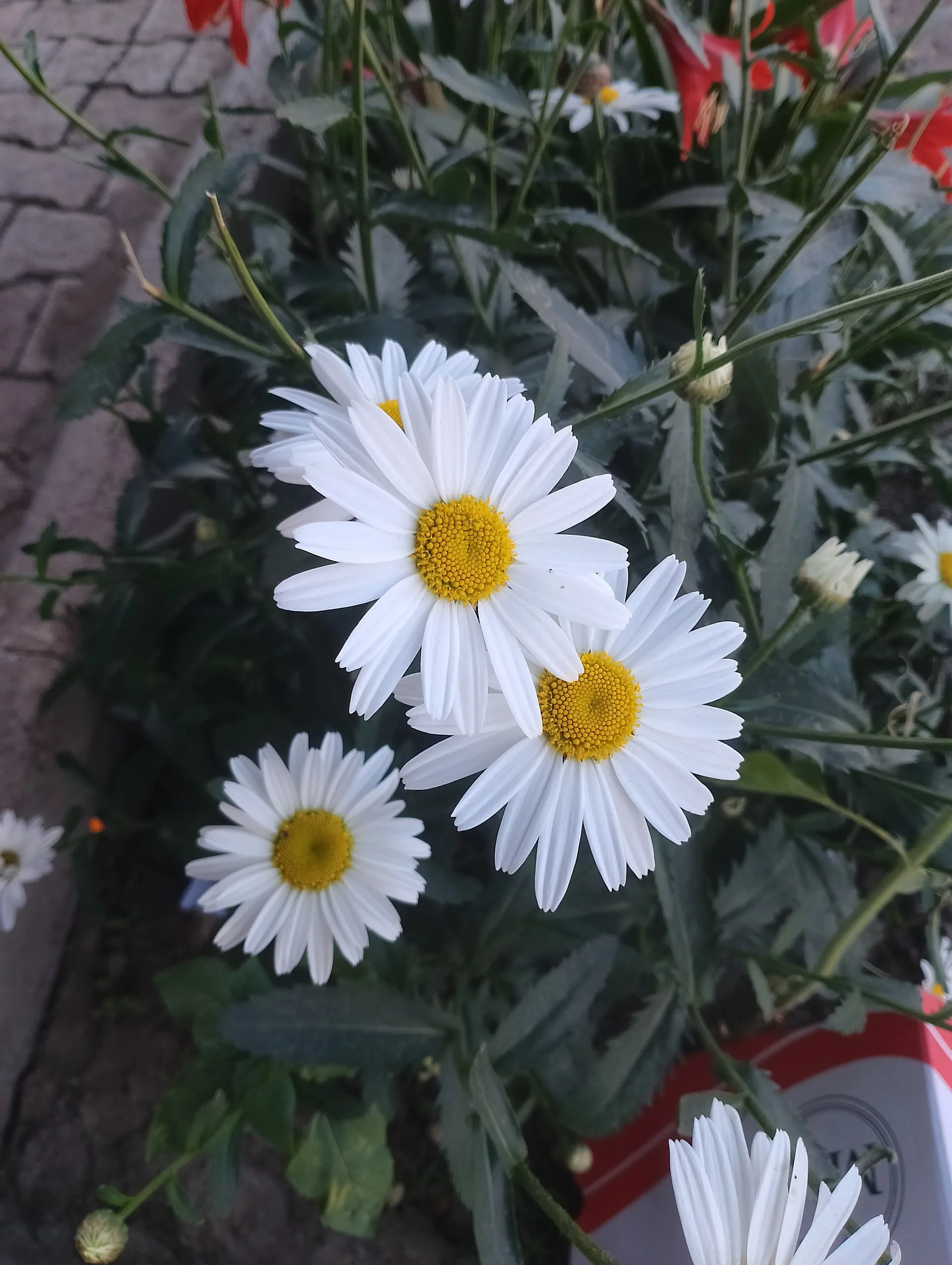 IMG_20240421_160626_HDR